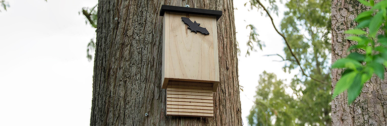 How to make a bat box yourself?