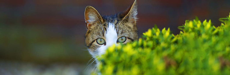 How to stop cats from eating hedgehog food?