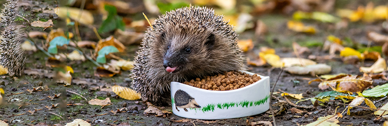 What do hedgehogs eat?