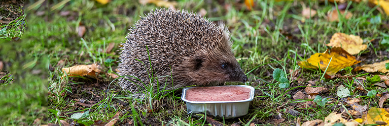 Safe hedgehog food ideas