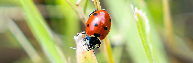 The importance of ladybirds in biodiversity