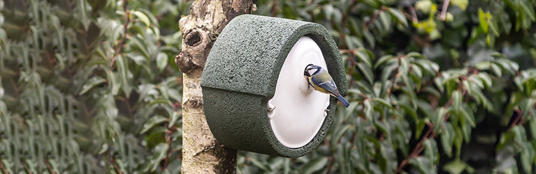 What is the right bird box hole size?