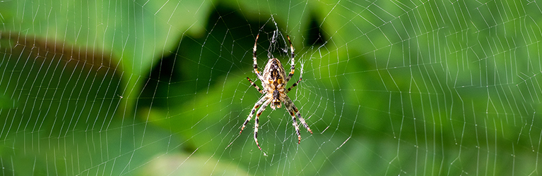Spiders in Autumn - What You Need to Know