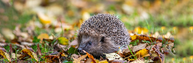 Where do hedgehogs live? 