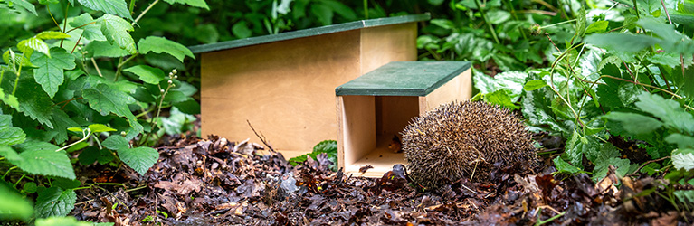 Where to place a hedgehog house? 