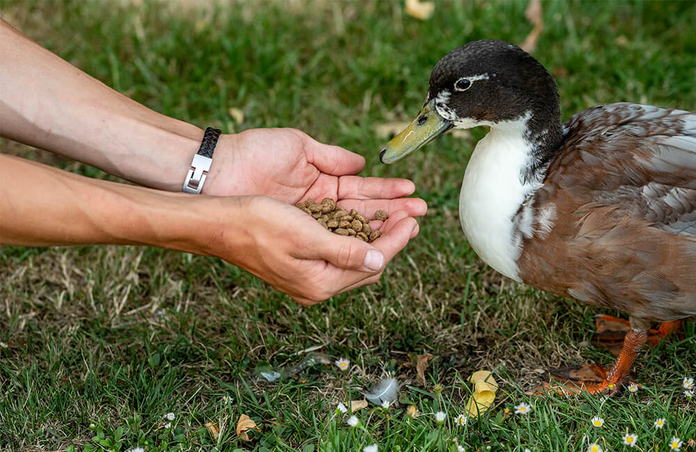 A human feeding a duck with special duck food out of his hands.
