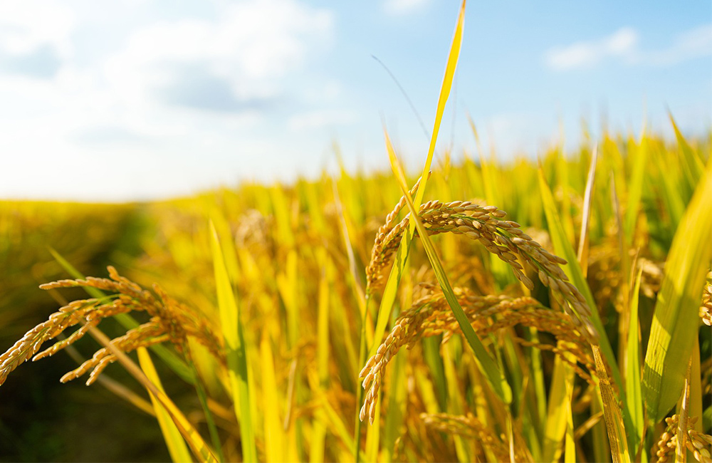 A field of rice