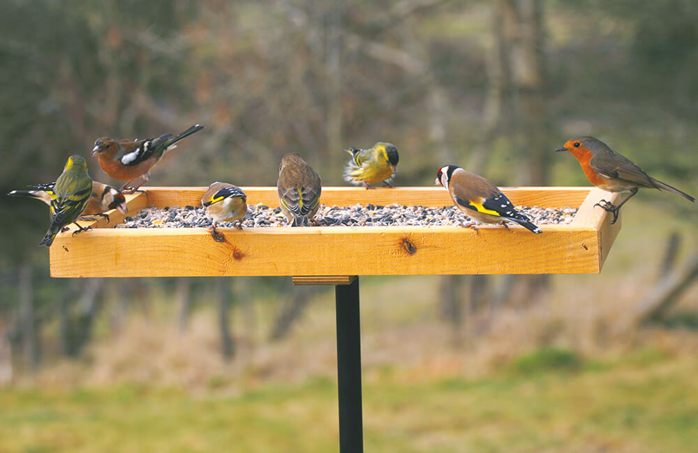 Different species of finches and a robin visiting a bird table.