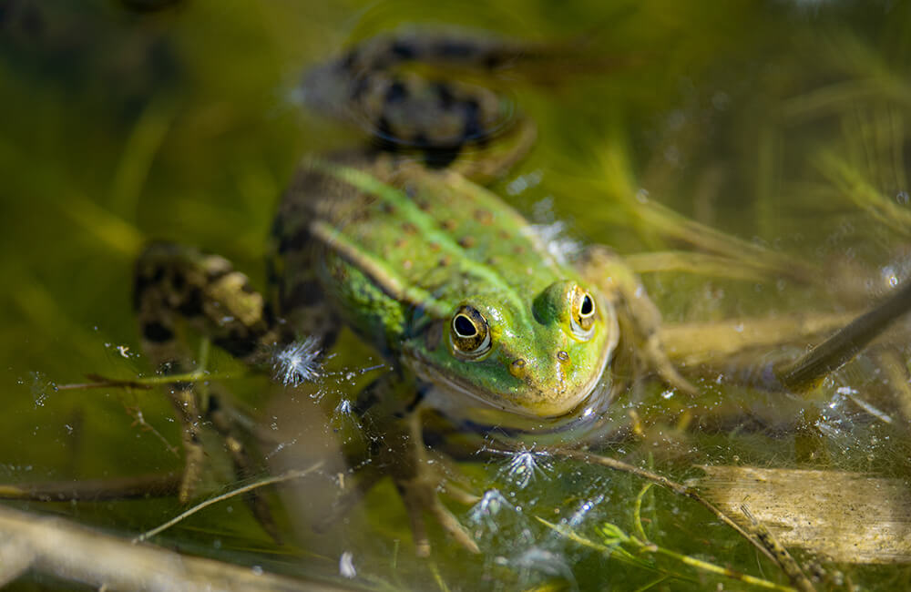A toad in a pond in clear water