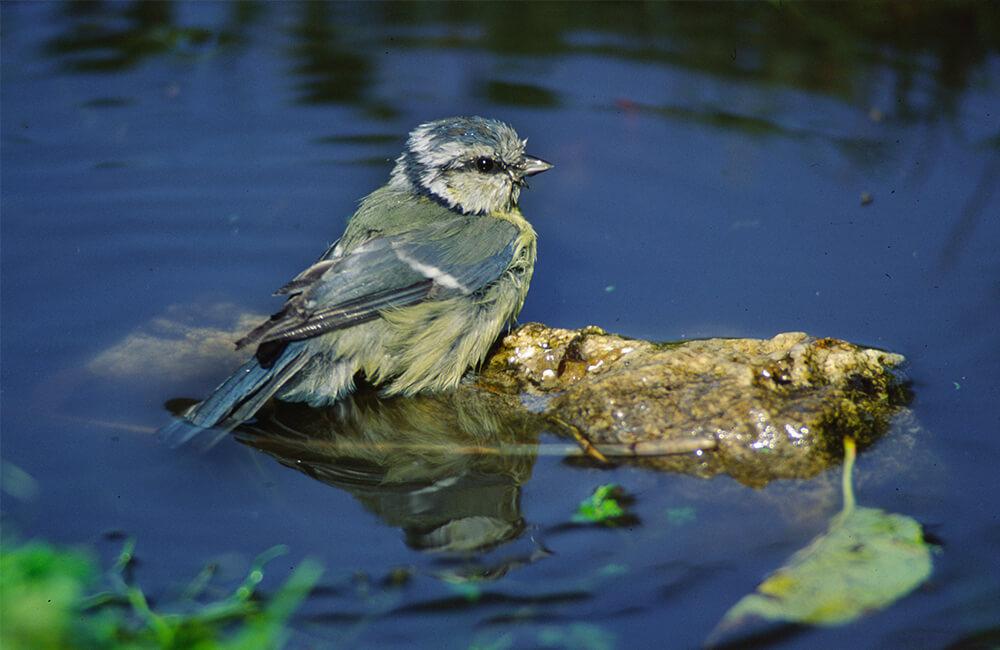 A wet blue tit in a pond