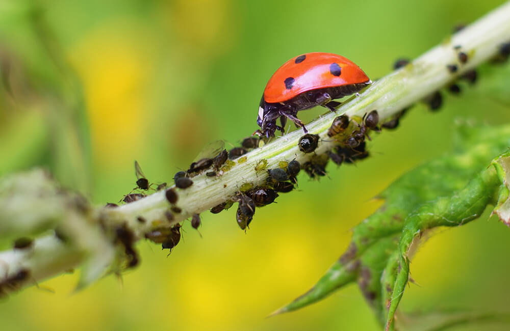 A ladybug eating aphids from a plant.