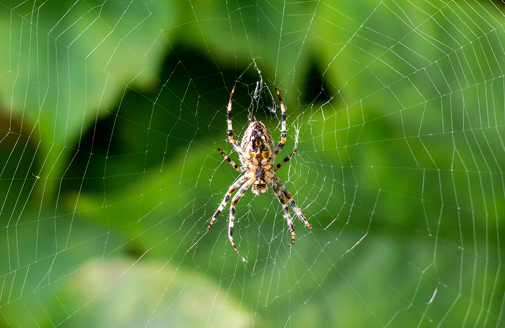 A spider sitting in it´s web in the garden
