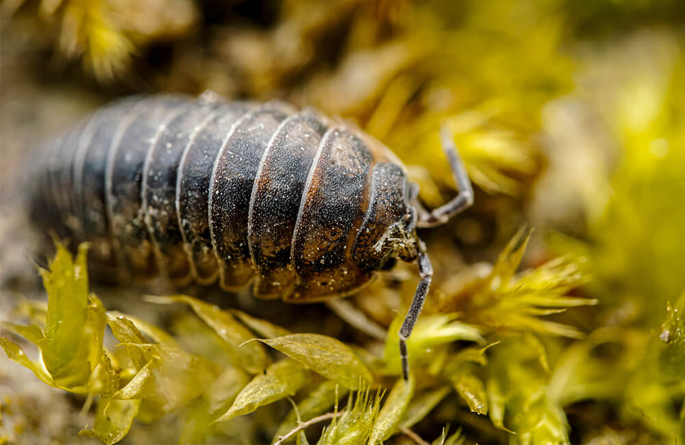 A woodlice in nature.