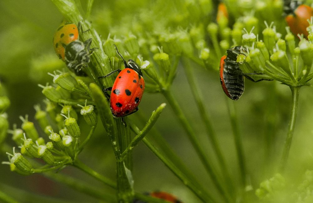 A couple of ladybugs on a plant.
