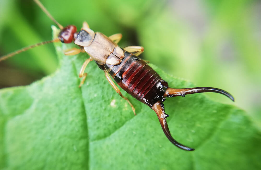 An earwig on a leaf.