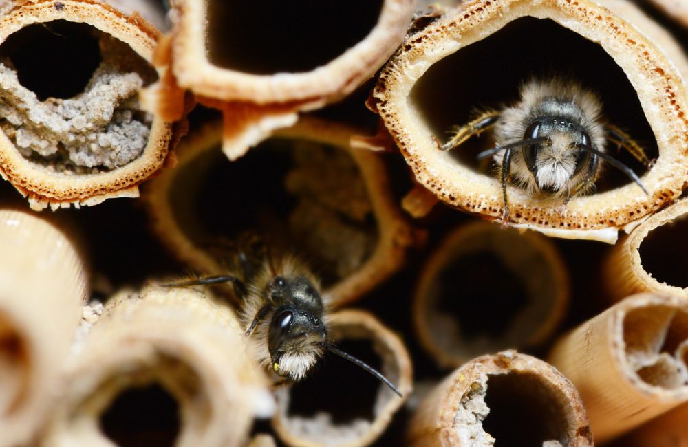 Solitary bees laying their eggs into tubes of an insect hotel.