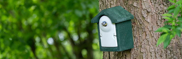 When to put up a birdhouse?