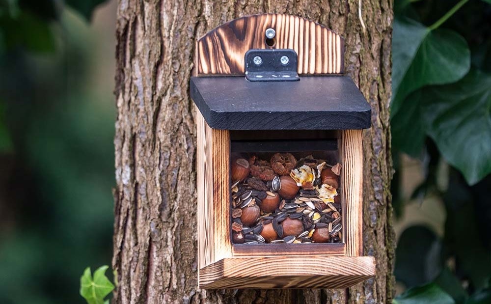 Woodpecker on a tree