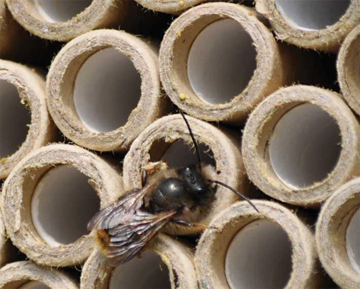 Woodpecker on a tree