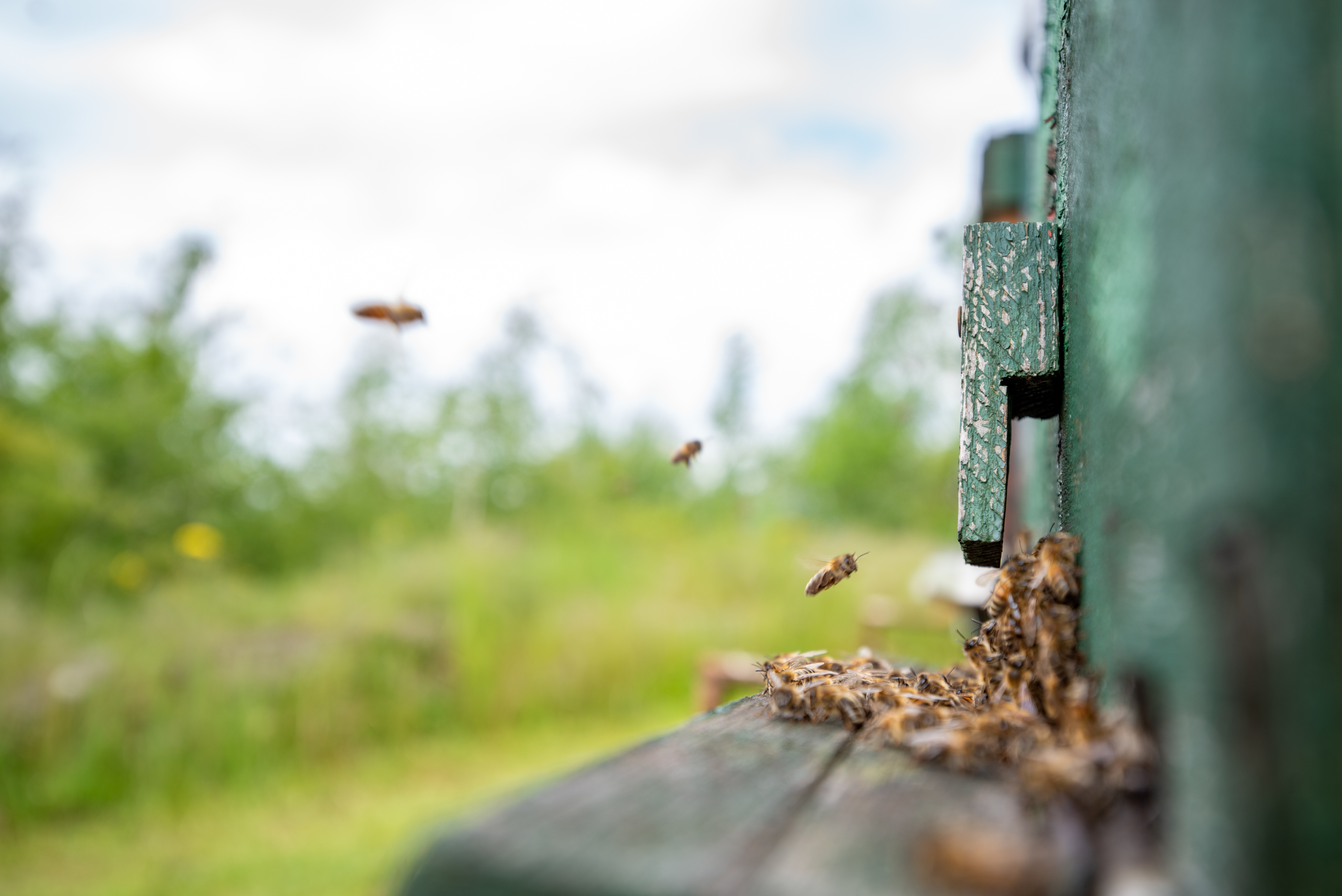 The cover of a woodstone nest box has been removed and is being cleaned from the inside.