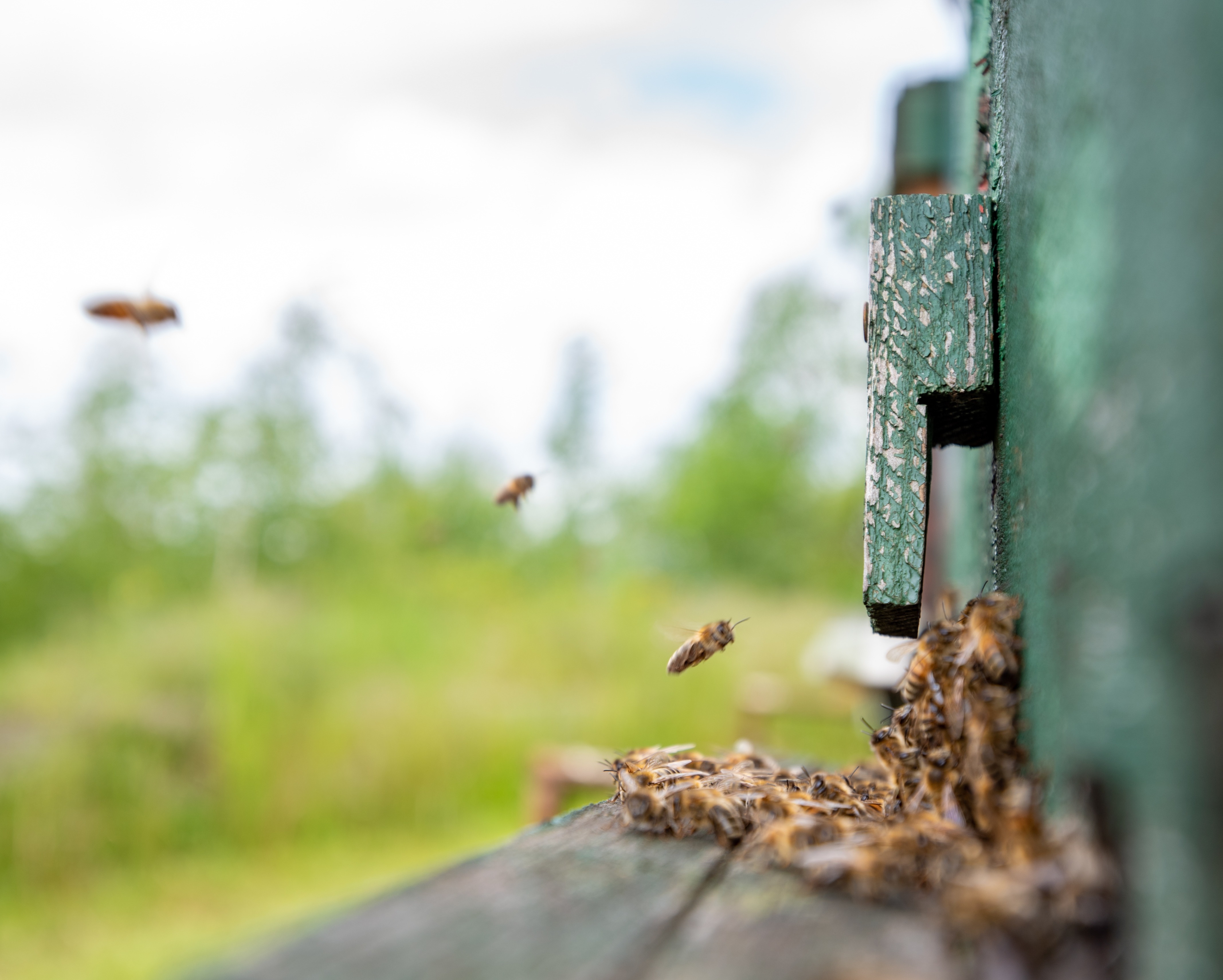 The cover of a woodstone nest box has been removed and is being cleaned from the inside.
