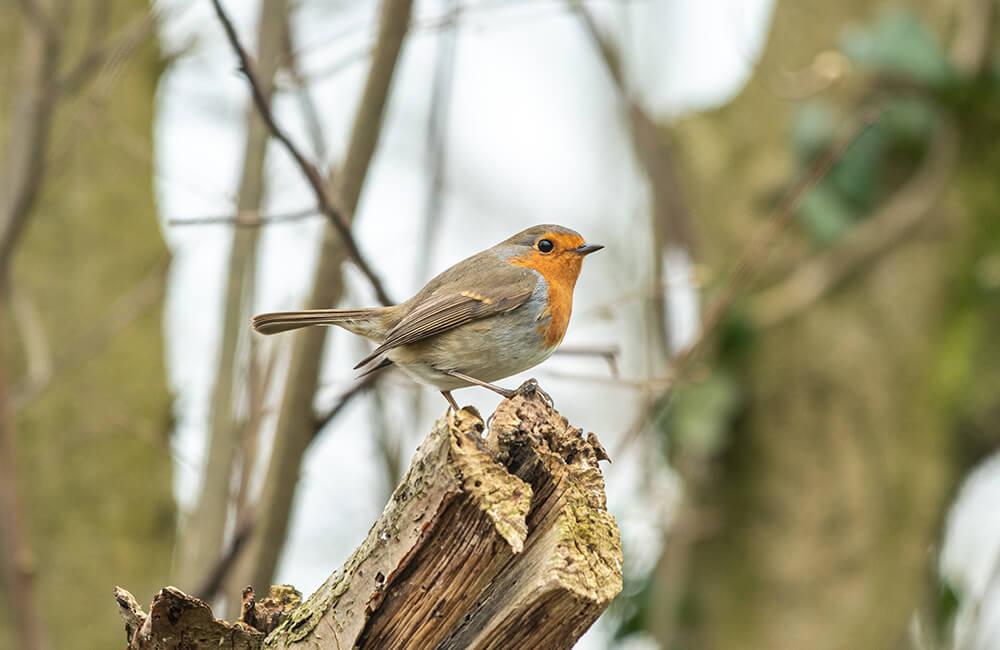 A robin in the forest
