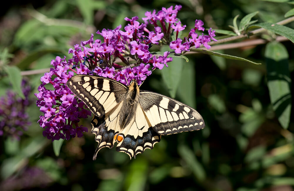 Papilio machaon aka Old World Swallowtail