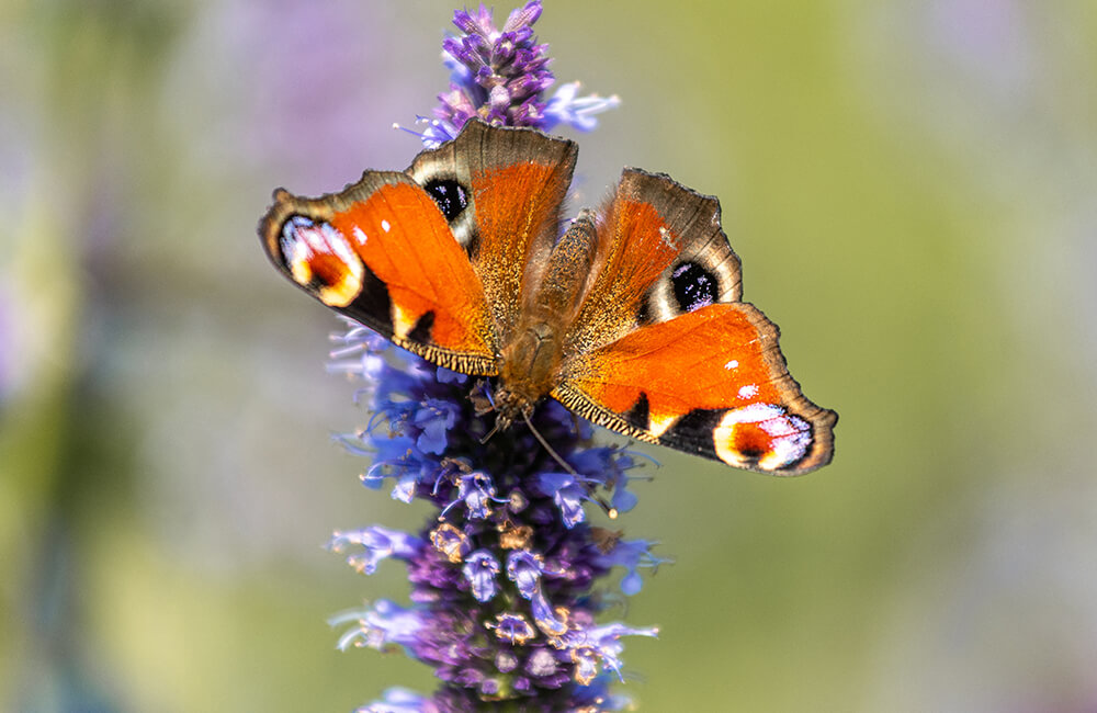 Aglais io aka European peacock