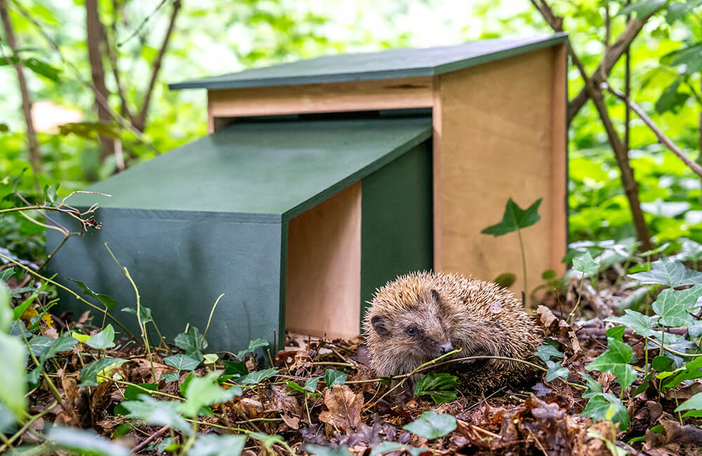 A hedgehog inspecting a hedgehog house in a forest.