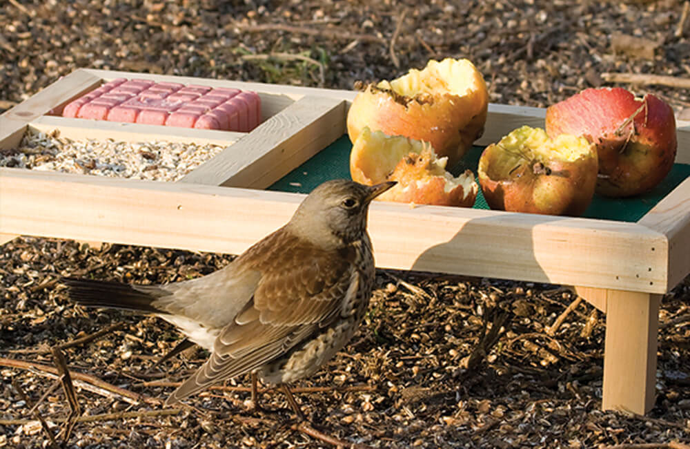 A bird visitng a bird table where fresh apple slices are placed upon.