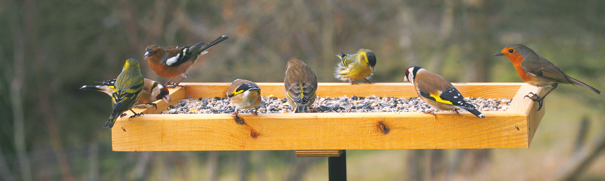 Different species of finches and a robin visiting a bird table.
