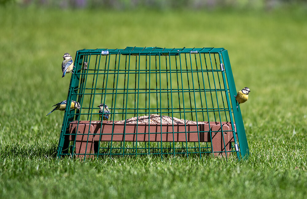 A bird table on which a guardian cage is placed.
