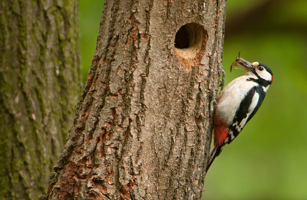 Woodpecker on a tree