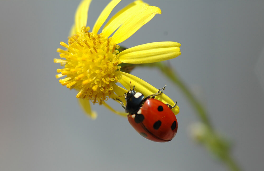 A ladybug looking for food on a yellow flower