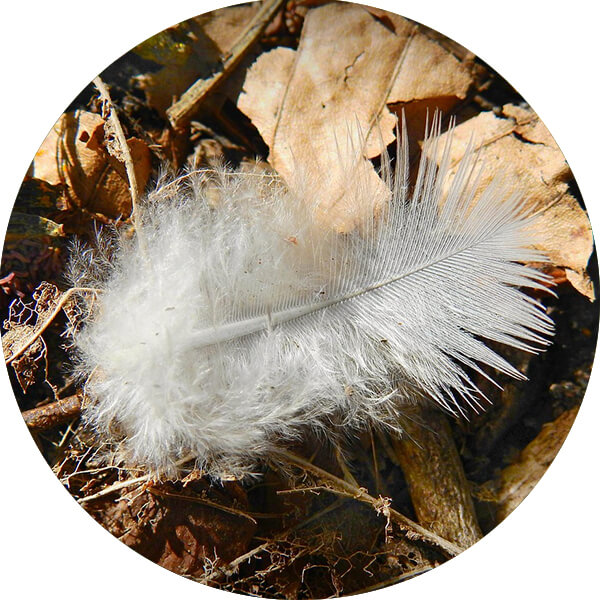 A feather on a forest floor.