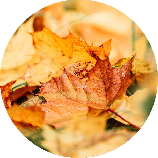 Some fallen leaves on a forest floor.
