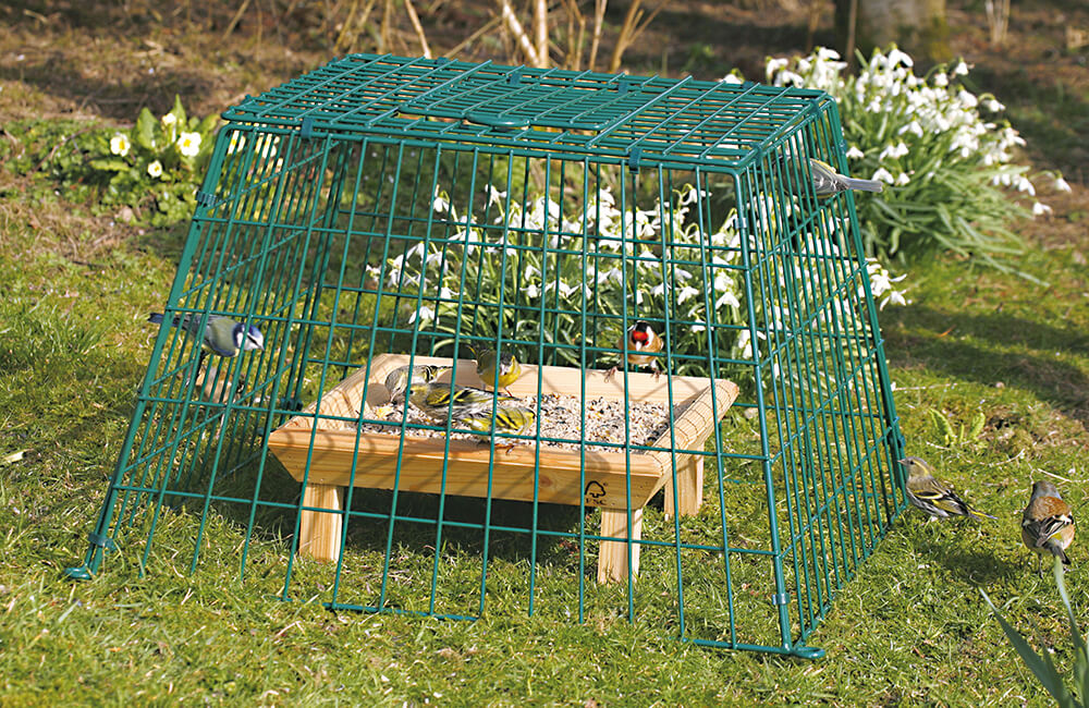 A guardian cage placed around a bird table with some small birds inside it.