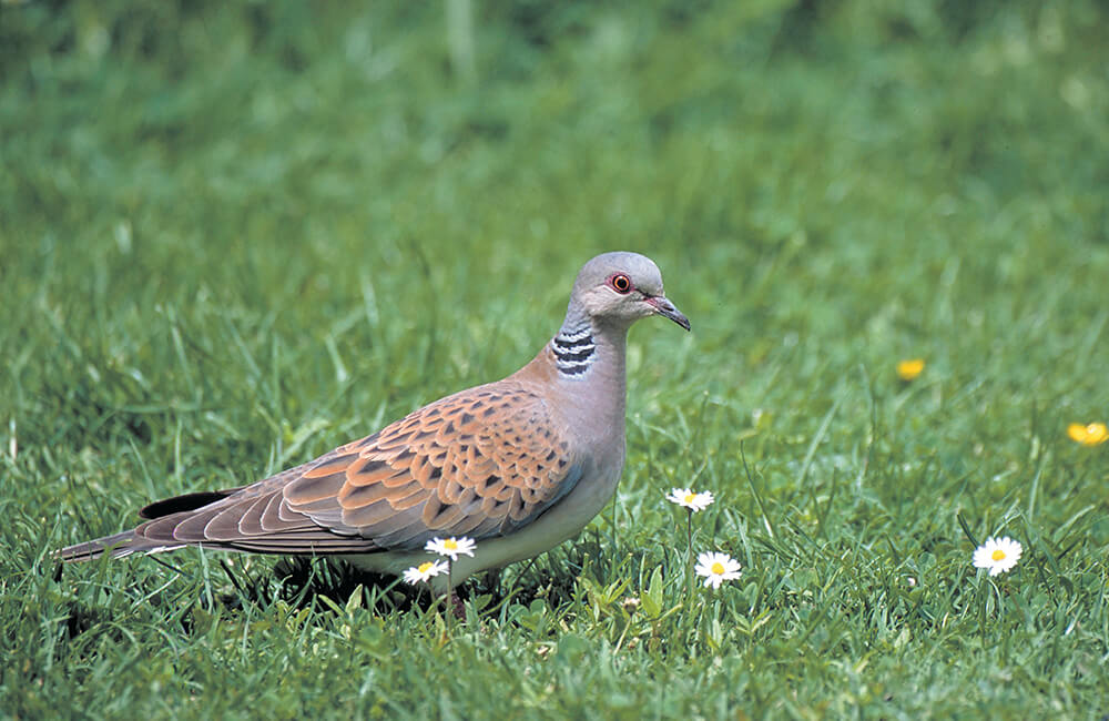 A Turtle Dove (Streptopelia turtur) walking on grass in a garden.