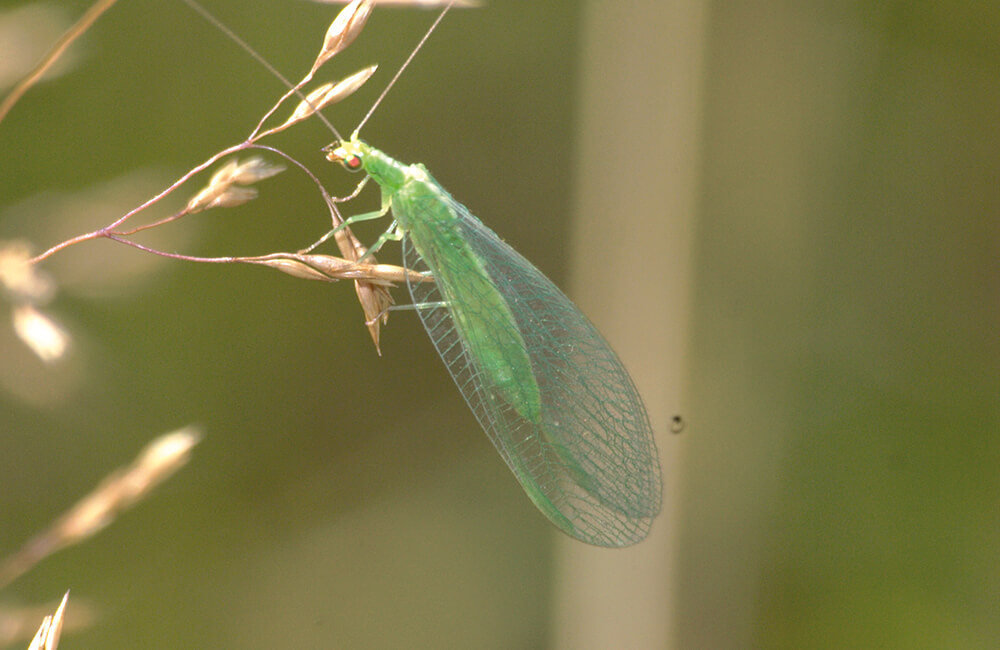A lacewing on a plant