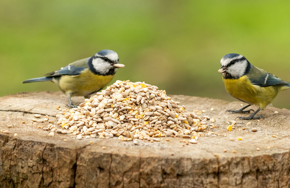 Two blue tits enjoying seeds from a tree trunk.