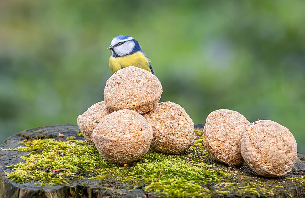 Blue tit next to 6 fat balls.