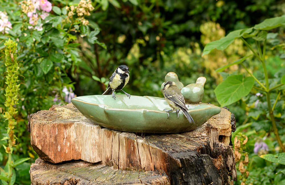 Two great tits are visiting a water dish, surrounded by lush plantlife.