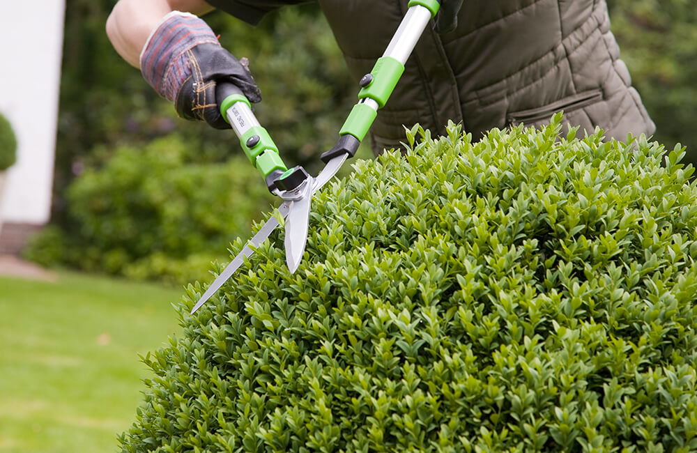 A person cutting a hedge using a hedge trimmer