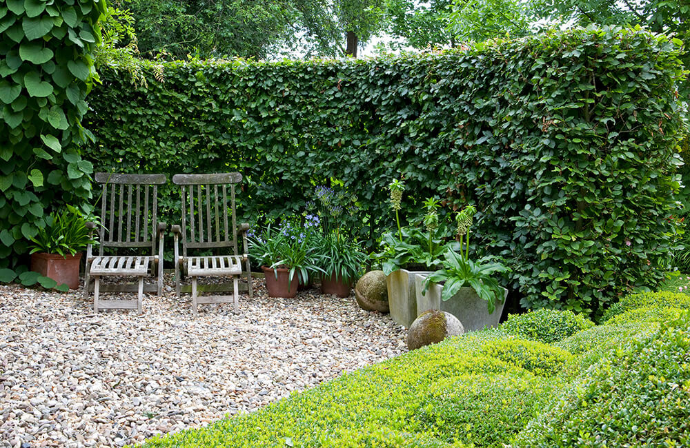 A big hedge in a garden with two chairs