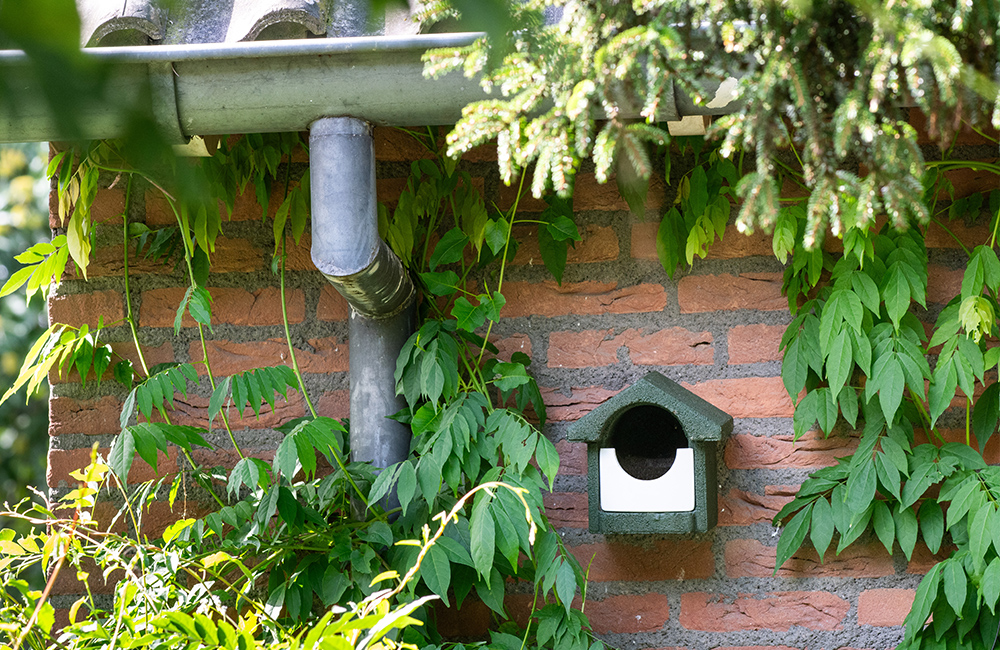 A half open nest box which is mounted on a brick wall, surrounded by lush plantlife.