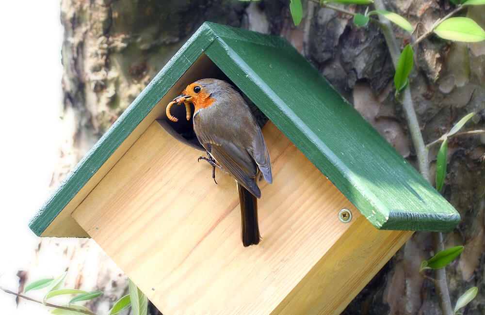 Robin delivers a fresh worm to a bird box to feed the chicks