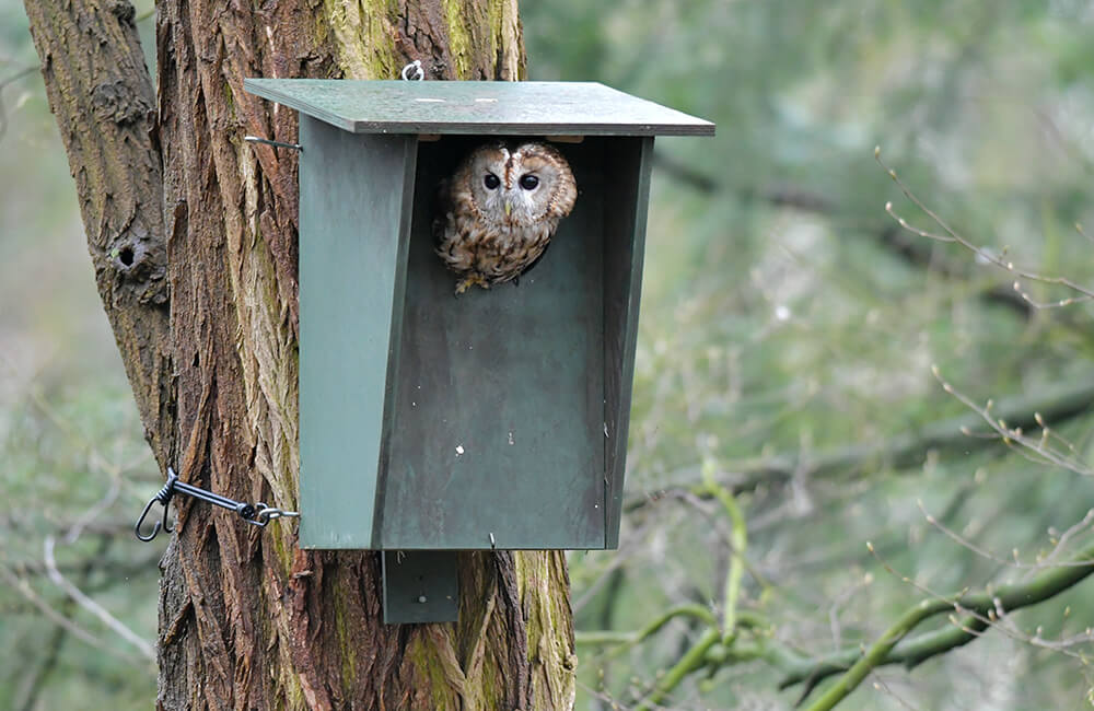 Tawny owl in a special owl nestbox