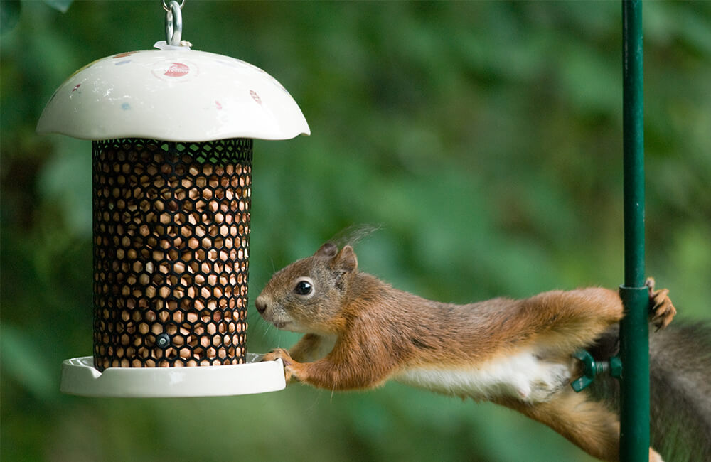 Squirrel trying to eat from a bird feeder