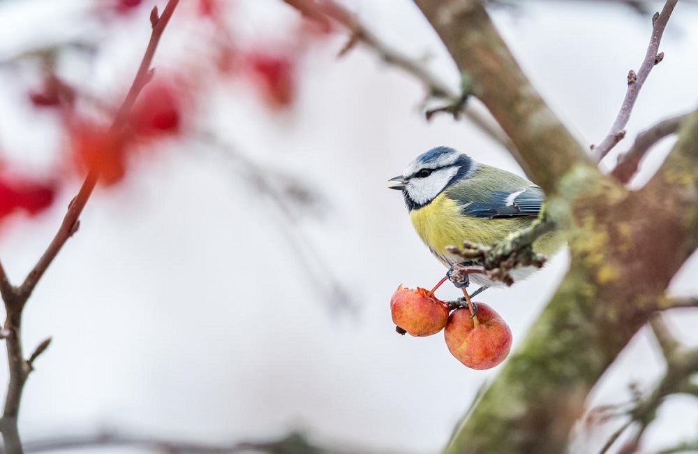 A blue tit sitting on a tree.