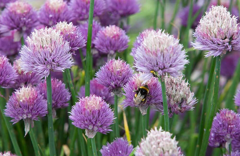 A flowering chive plant.